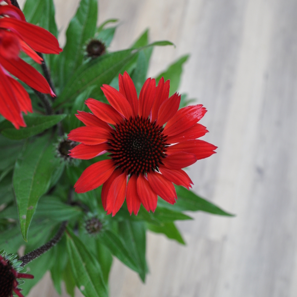 Echinacea purpurea Rot Echinacea purpurea Rot – Schein-Sonnenhut aus Schweizer Produktion – Bild 1