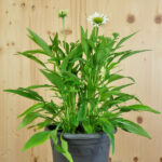 Echinacea purpurea Weiss – Schein-Sonnenhut aus Schweizer Produktion – Bild 2