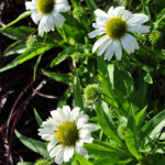 Echinacea purpurea Weiss – Schein-Sonnenhut aus Schweizer Produktion