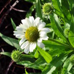 Echinacea purpurea Weiss – Schein-Sonnenhut aus Schweizer Produktion – Bild 3