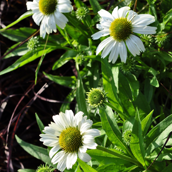 Echinacea purpurea Weiss Echinacea purpurea Weiss – Schein-Sonnenhut aus Schweizer Produktion – Bild 1
