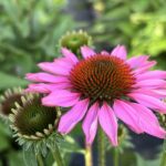 Echinacea purpurea Pink – Schein-Sonnenhut für farbenfrohe und insektenfreundliche Gärten