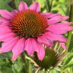Echinacea purpurea Pink – Schein-Sonnenhut, winterhart und attraktiv für Schmetterlinge, 21er Topf – Bild 5
