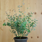Eukalyptus cinerea im 21er Topf – Silberfarbene Saisonpflanze aus Schweizer Produktion – Bild 2