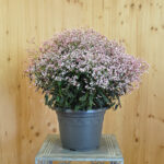 Zauberschnee 'Shades in Pink' – Dauerblühender Sommerflor aus Schweizer Produktion – Bild 3