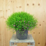 Mauergipskraut Gypsophila muralis Gypsy Pink – Pinke Blütenpracht aus Schweizer Produktion – Bild 4
