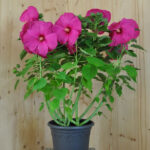 Staudenhibiskus Rosa – Imposante Blütenpracht aus Schweizer Produktion – Bild 2