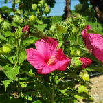 Staudenhibiskus Rosa – Imposante Blütenpracht aus Schweizer Produktion – Bild 3