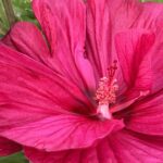 Staudenhibiskus Rosa – Imposante Blütenpracht aus Schweizer Produktion – Bild 4