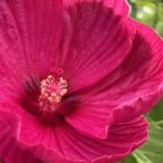 Staudenhibiskus Rosa – Imposante Blütenpracht aus Schweizer Produktion – Bild 5