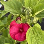 Staudenhibiskus Rosa – Imposante Blütenpracht aus Schweizer Produktion – Bild 6