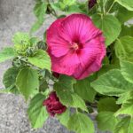Staudenhibiskus Rosa – Imposante Blütenpracht aus Schweizer Produktion