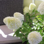 Hydrangea paniculata Limelight  im 25 cm-Topf, hellgrün-weiss
Hortensie