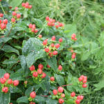 Johanniskraut Magic Marbles Red – gelber Zierstrauch als Saisonpflanze