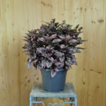 Hüllenklaue Hippo Pink – farbenfrohe, winterharte Blattschmuckpflanze – Bild 2