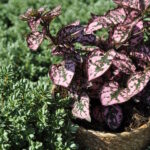 Hüllenklaue Hippo Pink – farbenfrohe, winterharte Blattschmuckpflanze