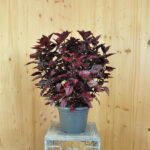 Hypoestes phyllostachya Hippo Red – Buntlaubige Hüllenklaue im 21er Topf – Bild 2