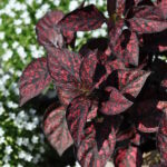 Hypoestes phyllostachya Hippo Red – Buntlaubige Hüllenklaue im 21er Topf