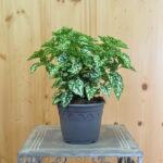 Hypoestes phyllostachya Hippo White als Saisonpflanze im 14er Topf – Hüllenklaue mit weissen Blättern – Bild 2