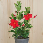 Trichterblüte Dipladenia Bella Deep Red in 14er Topf – Saisonpflanze aus Schweizer Produktion – Bild 2