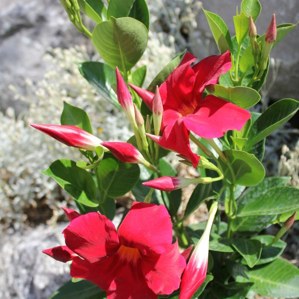 Dipladenia Bella Deep Red Trichterblüte Dipladenia Bella Deep Red in 14er Topf – Saisonpflanze aus Schweizer Produktion – Bild 1