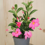 Dipladenia Bella Pink – Trichterblüte als farbenfroher Sommerflor – Bild 2