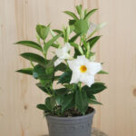 Trichterblüte Dipladenia Bella White – Weiss blühender Sommerflor aus Schweizer Produktion – Bild 2