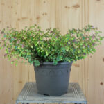 Origanum rotundifolium Amethyst Falls – Rundblättriger Garten-Dost als duftende Sommerpflanze – Bild 2
