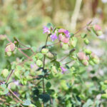 Rundblättriger Garten-Dost Amethyst Falls – Duftende Saisonpflanze für sonnige Standorte – Bild 2