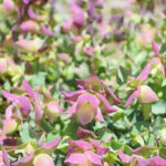 Rundblättriger Garten-Dost Bellissimo, pink, 21er Topf, Saisonpflanze aus 100% Schweizer Produktion