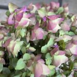 Rundblättriger Garten-Dost Bellissimo, pink, 21er Topf, Saisonpflanze aus 100% Schweizer Produktion – Bild 2