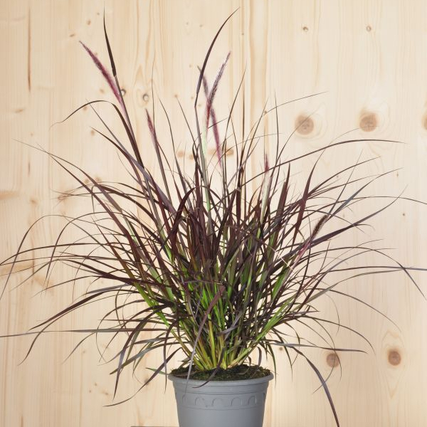 Pennisetum x advena Chelsea Federborstengras 'Chelsea' im 16er Topf – Ziergras mit purpurfarbenen Ähren aus Schweizer Produktion – Bild 1