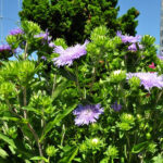 Kornblumenaster Peachies's Pick – winterharte Staude für Bienenfreunde