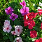 Vinca rosea Pacifica Mix im 12er Topf – Madagaskar-Immergrün aus Schweizer Produktion