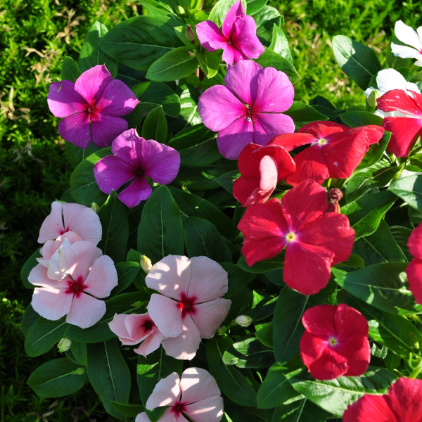 Vinca rosea Pacifica Mix Vinca rosea Pacifica Mix im 12er Topf – Madagaskar-Immergrün aus Schweizer Produktion – Bild 1