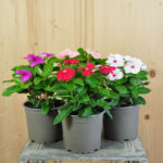 Vinca rosea Pacifica Mix im 12er Topf – Madagaskar-Immergrün aus Schweizer Produktion – Bild 2