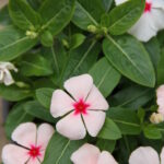 Vinca rosea Pacifica Mix im 12er Topf – Madagaskar-Immergrün aus Schweizer Produktion – Bild 5