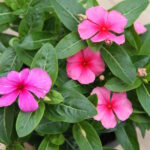 Vinca rosea Pacifica Mix im 12er Topf – Madagaskar-Immergrün aus Schweizer Produktion – Bild 4