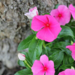 Vinca rosea Pacifica Mix im 12er Topf – Madagaskar-Immergrün aus Schweizer Produktion – Bild 3