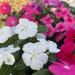Vinca rosea Pacifica Mix im 12er Topf – Madagaskar-Immergrün aus Schweizer Produktion – Bild 6