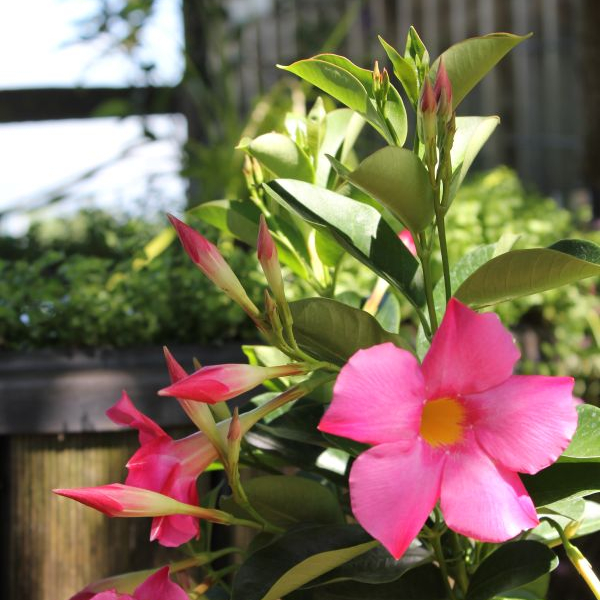 Dipladenia Bella Pink Dipladenia Bella Pink – Trichterblüte als farbenfroher Sommerflor – Bild 1