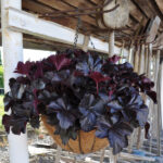 Violette Purpurglöckchen-Ampel Obsidian – herbstliche Farbenpracht, winterhart